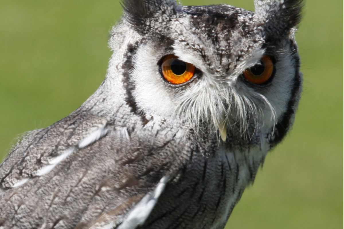 southern-white-faced-scops-owl