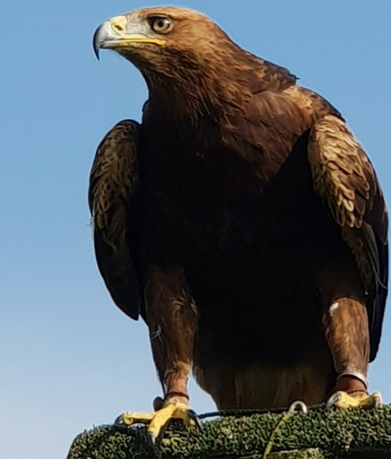 Golden Eagle – Yarak Birds Of Prey