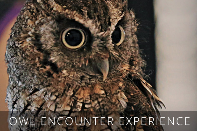 OWL-ENCOUNTER