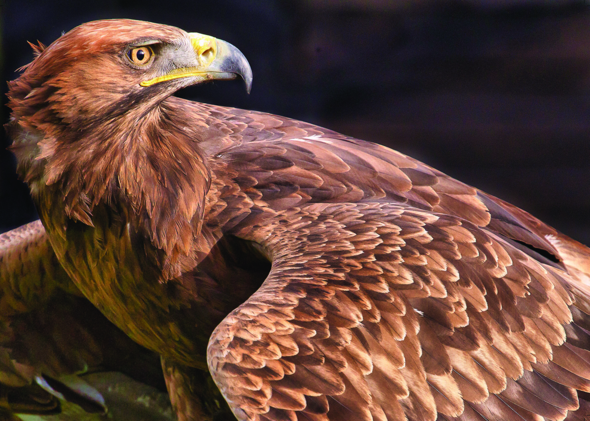 Golden Eagle – Yarak Birds Of Prey