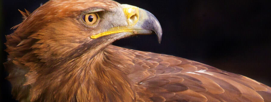 Golden Eagle – Yarak Birds Of Prey